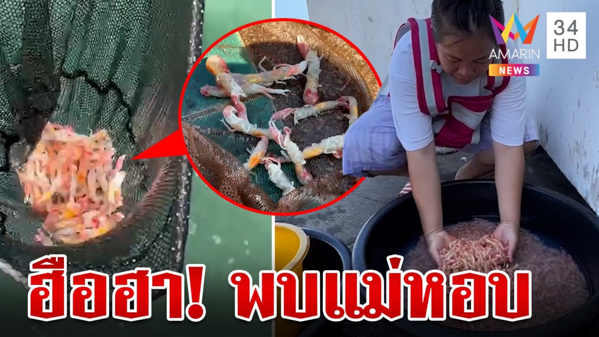 ฮือฮา!พบ แม่หอบอ่อน ลอยเกลื่อนทะเล ชาวบ้านรีบไปช้อนมาขาย สร้างรายได้เป็นกอบเป็นกำ