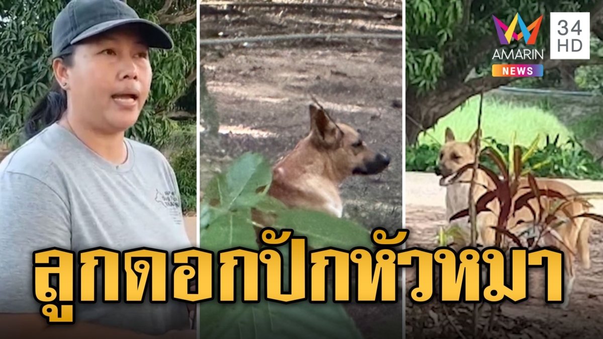 สุดเวทนา! หมาจรโดนลูกดอกปักหัว จนท.เร่งหาตัวจับมารักษา