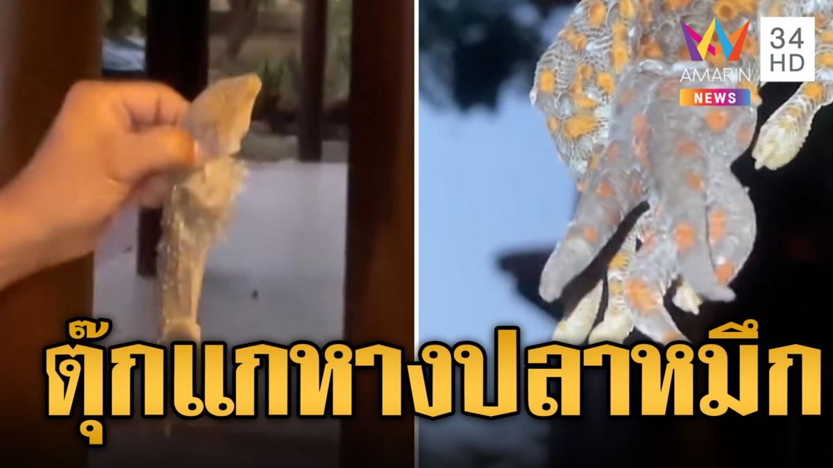 ขนลุกซู่! ตุ๊กแกตัวอ้วน หางมาเป็นพวงคอหวยแห่ตีเลขเด็ด