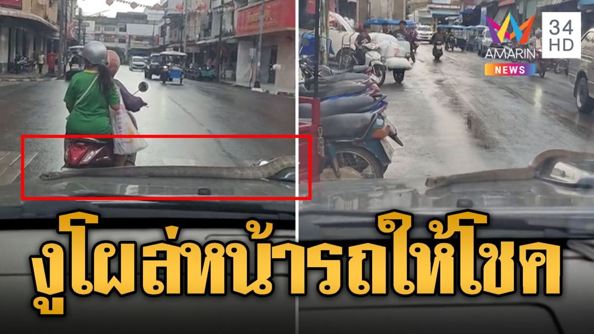 สาวกรี๊ดลั่น! งูโผล่หน้ารถ เชื่อมาให้โชครวยหนัก