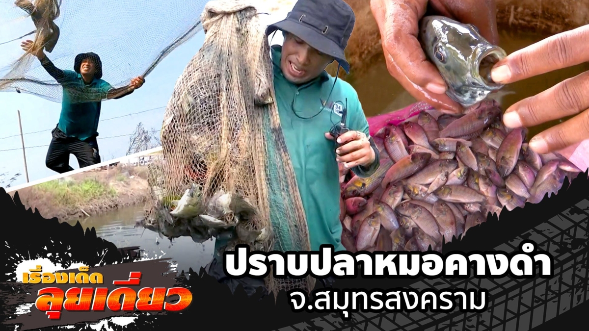 เรื่องเด็ดลุยเดี่ยว | ปราบปลาหมอคางดำ จ.สมุทรสงคราม