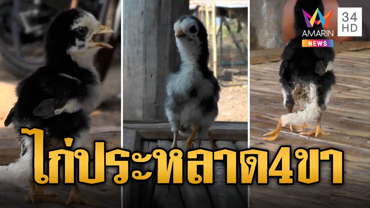 เคยเห็นมั้ย? ลูกเจี๊ยบ 4 ขา แข็งแรงดียังไม่ตาย