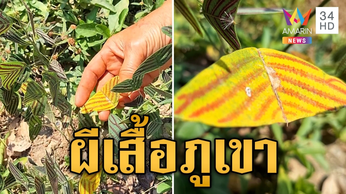 ฮือฮา! ต้นไม้แปลกหาดูยาก ผีเสื้อภูเขา เหมือนจนอึ้งแห่ตีเลขเด็ด