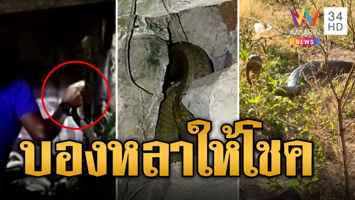 เจ้าของบ้านผวา บองหลา 3 ม. ซุกบ้านกลางดึก เชื่อมาให้โชค
