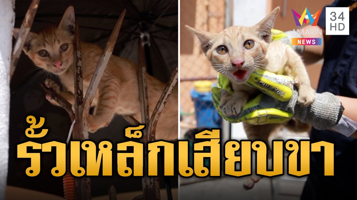เอ็นดูแมวส้มจอมซน พลัดตกจากที่สูง ร้องลั่น! โดนรั้วเหล็กเสียบขา