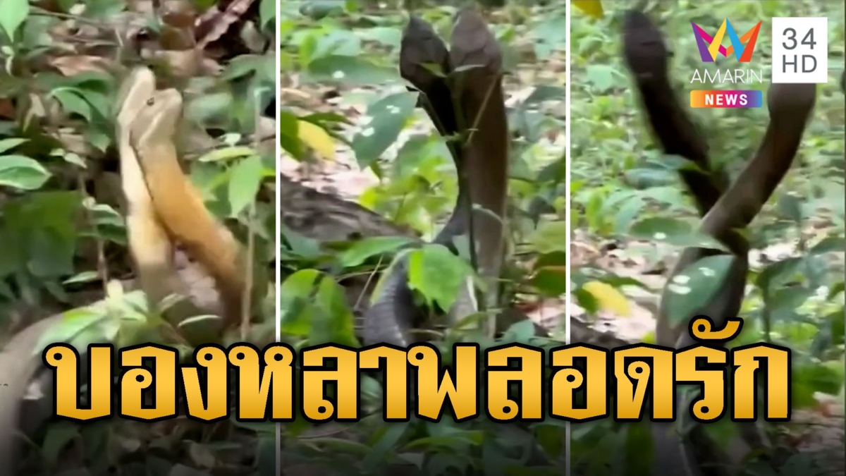 บองหลาพลอดรักในสวนยาง แอบแซ่บกันดุเดือดไม่เกรงใจใคร