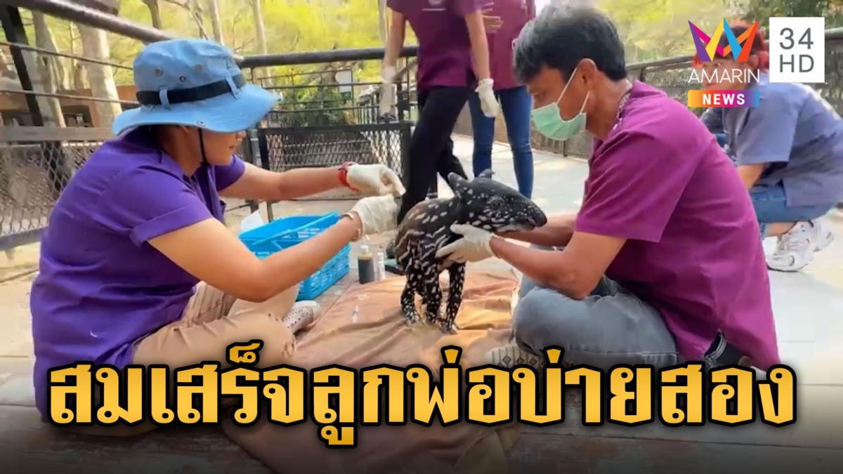 ตะมุตะมิ! ลูกสมเสร็จ สมาชิกใหม่สวนสัตว์เขาเขียว พร้อมอวดความน่ารักแล้ว