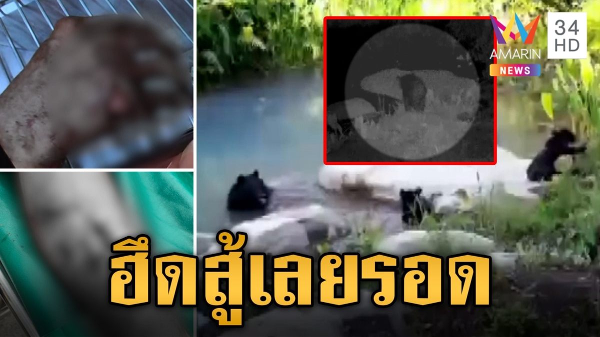 ลุงแหย่ไข่มดแดง หมีควายขย้ำมือขาเหวอะ เล่านาทีชีวิต ทำยังไงรอดตาย