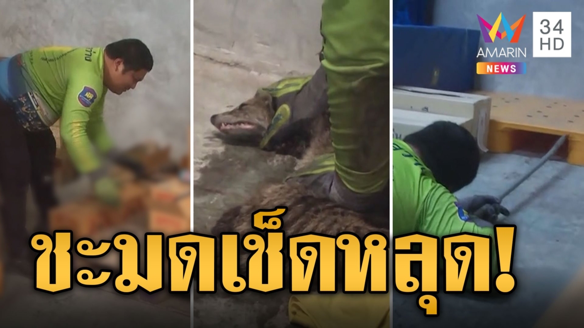 กู้ภัยวิ่งกันเหนื่อย ไล่จับชะมดเช็ดบุกโกดัง