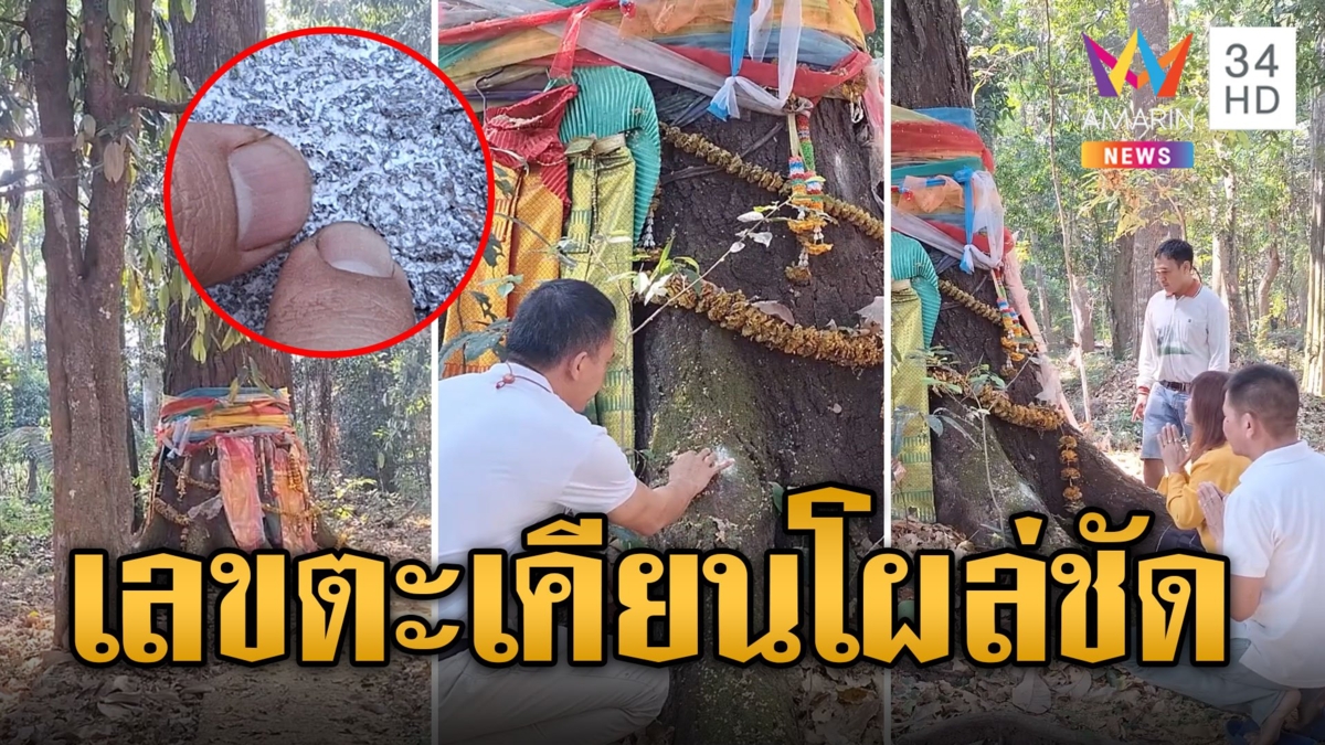 ตะเคียนทองกว่าร้อยปี คอหวยไม่พลาด ลูบๆ ถูๆ เลขโผล่ชัด