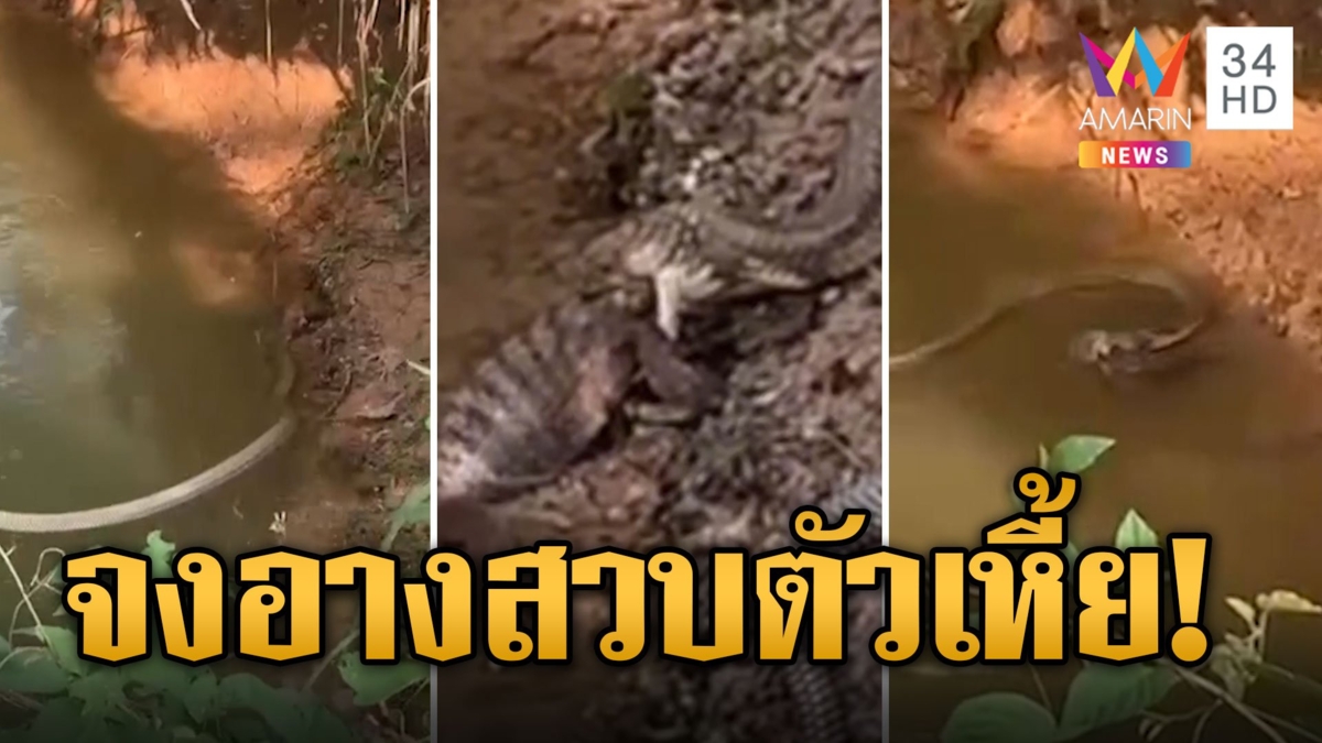 กินหมดไม่สนสายพันธุ์ จงอางบุกเขมือบตัวเงินตัวทอง