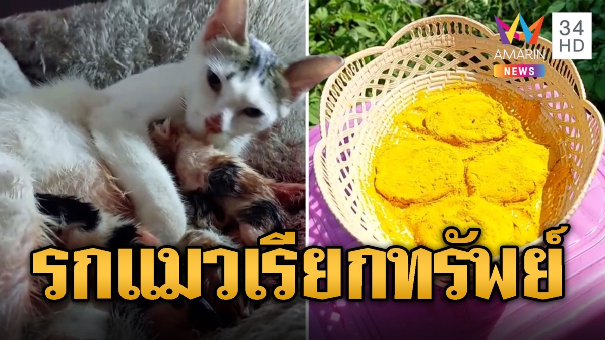ฮือฮา! แมวออกลูกทิ้งรก 4 อันไว้ให้บูชา เชื่อใช้เรียกทรัพย์