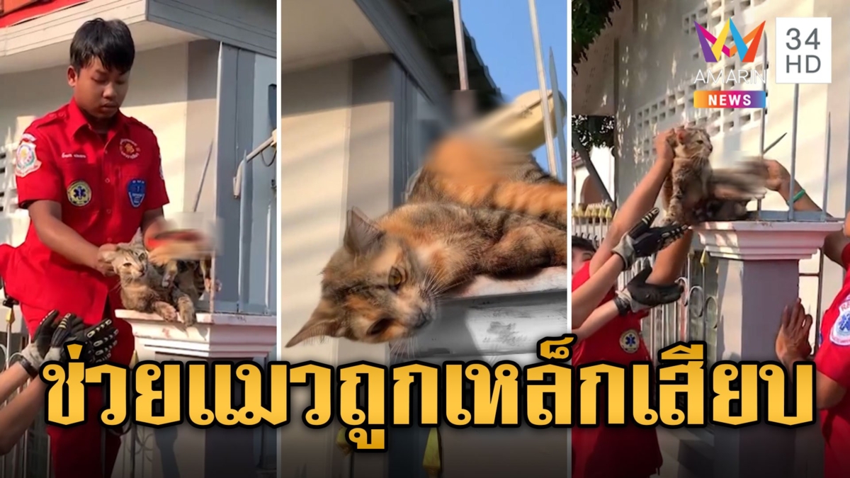 สุดสงสาร! น้องแมวจรโดดพลาด เหล็กแหลมปักทะลุตัว ร้องให้ช่วยเกือบหมดแรง