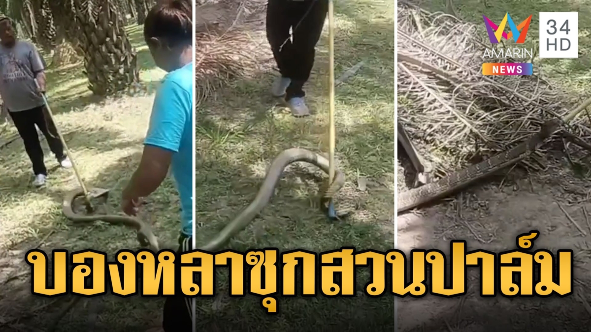 สะพรึง! บองหลาตัวเบ้อเริ่ม ซ่อนตัวดุ๊กดิ๊กอยู่ในกิ่งไม้สวนปาล์ม