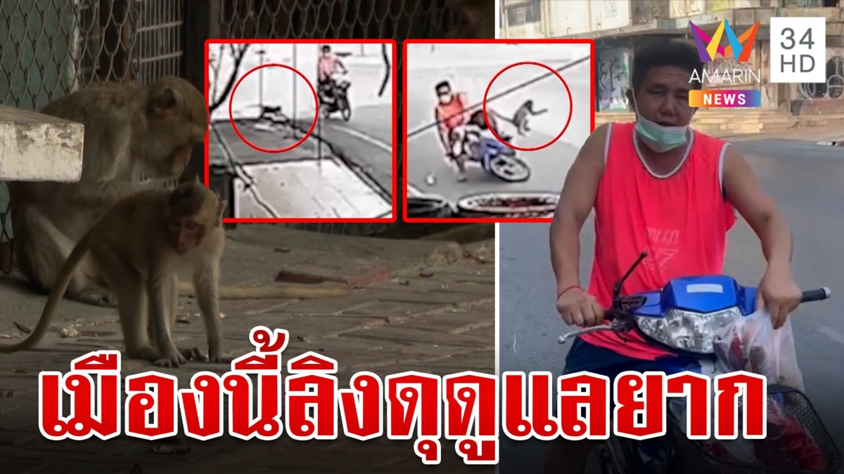 สร้างเรื่องอีกแล้ว! ลิงลพบุรีกระโดดแย่งของกินทำชาวบ้านรถล้ม นายกฯ โอดดูแลยาก
