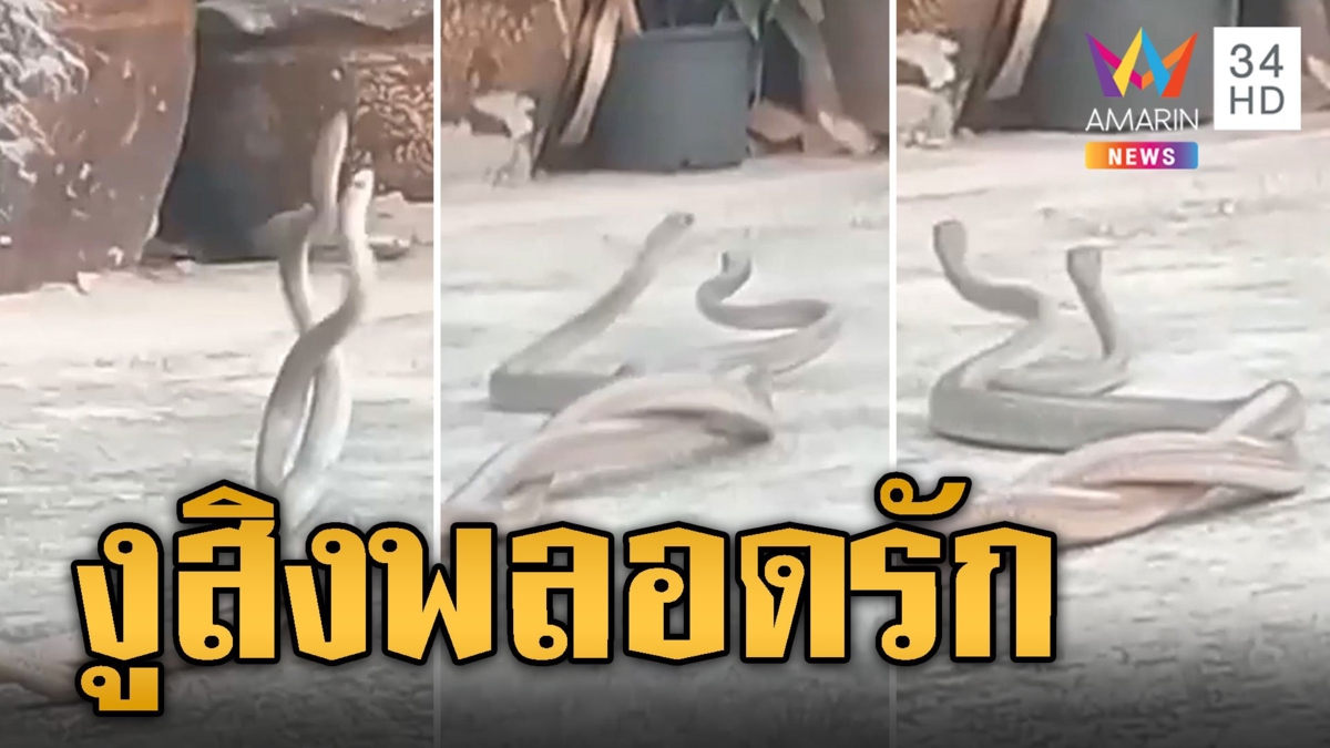 หาดูยาก! งูสิงพลอดรัก กลางวันแสกๆ เชื่อจะมีโชค