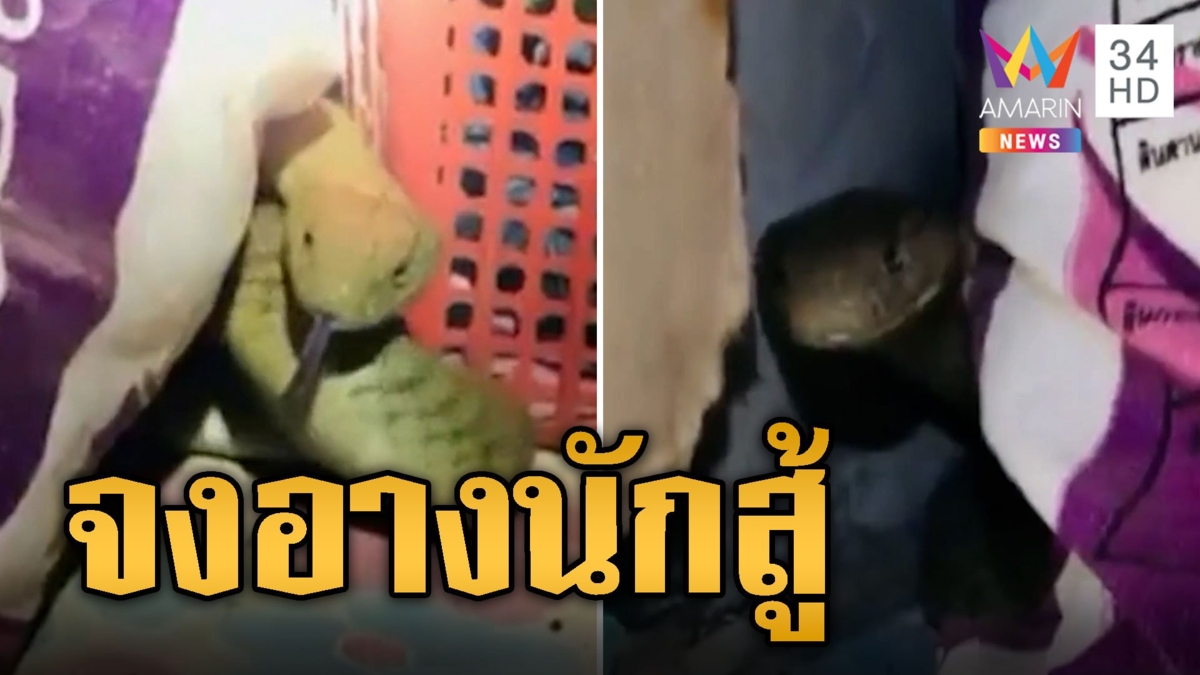 จงอาง เลือดนักสู้ ขู่ฟ่อ-ฉกกู้ภัยขณะเข้าจับ