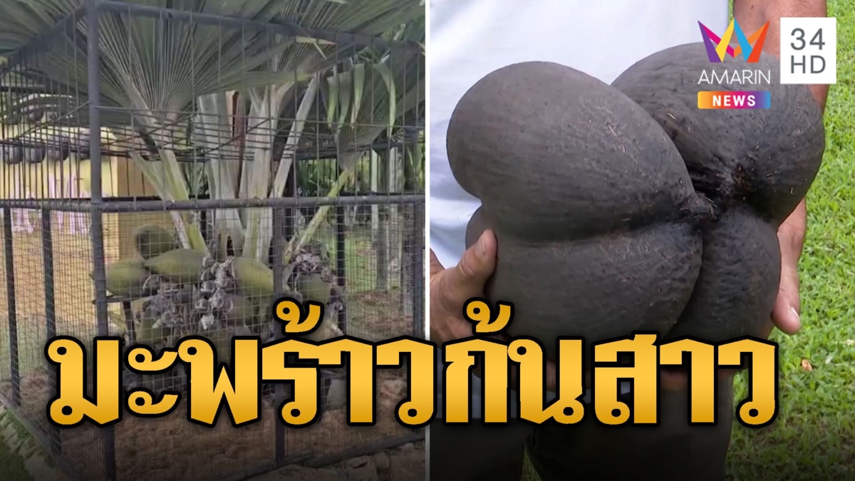 ฮือฮา มะพร้าวก้นสาว 19 ลูก 2 ล้าน 30 ปีถึงได้กิน