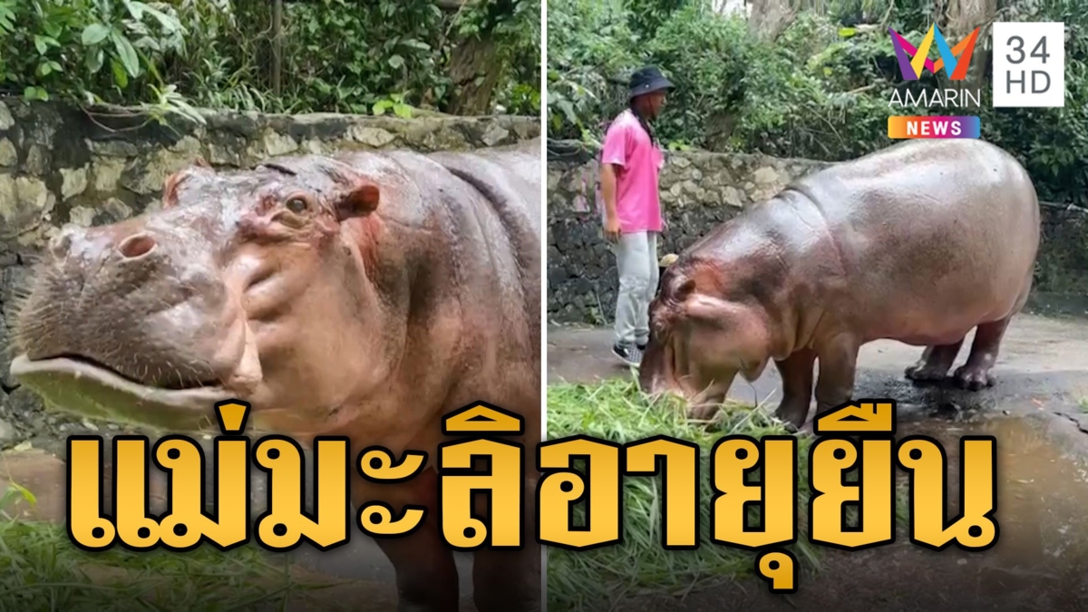 แห่ส่องอายุ แม่มะลิ ฮิปโปอายุยืน 59 ปี อันดับ 3 โลก