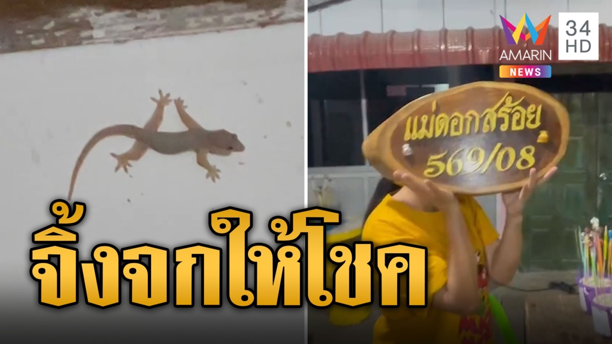 คอหวยตีเลขจิ้งจกแปลก เหยียดขายาวเกาะเพดาน เชื่อมาให้โชค