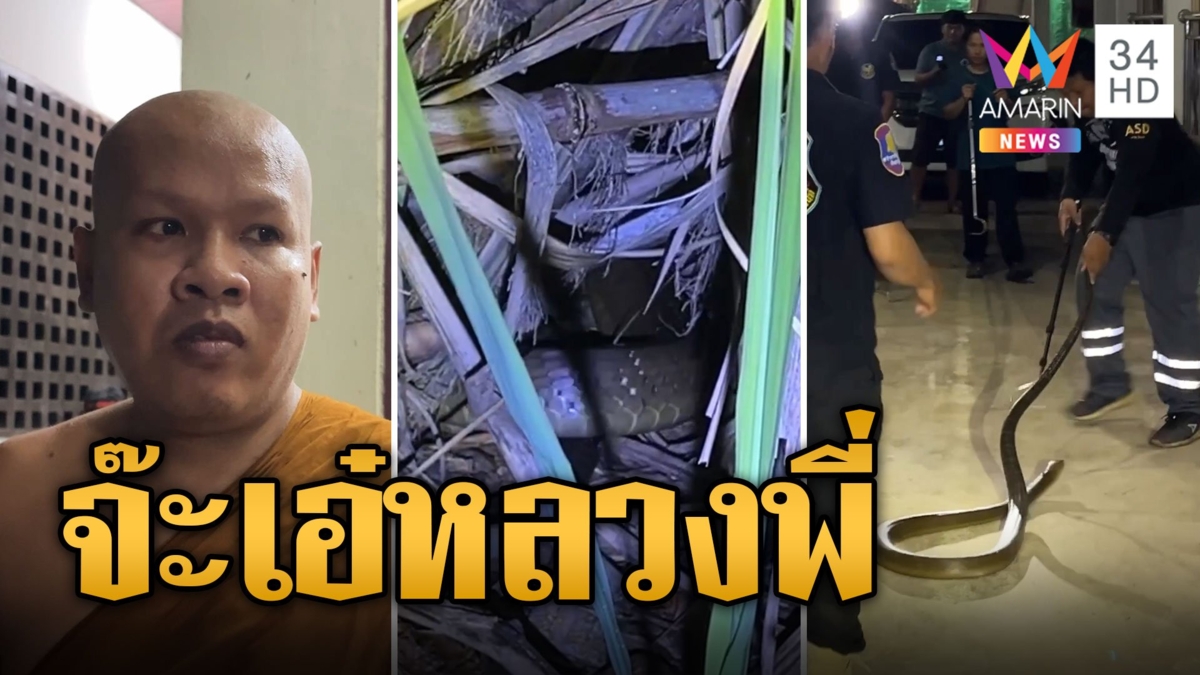 หลวงพี่ตกใจ! จงอางยักษ์โผล่จ๊ะเอ๋ขณะปลงผม กู้ภัยช่วยจับวุ่น