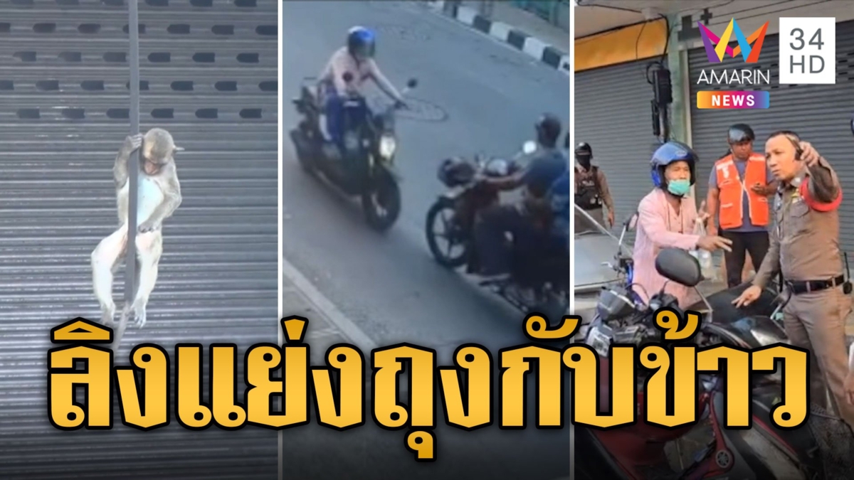 อีกแล้ว! ลิงลพบุรีแย่งถุงกับข้าว ทำ จยย.ชนกันเจ็บ
