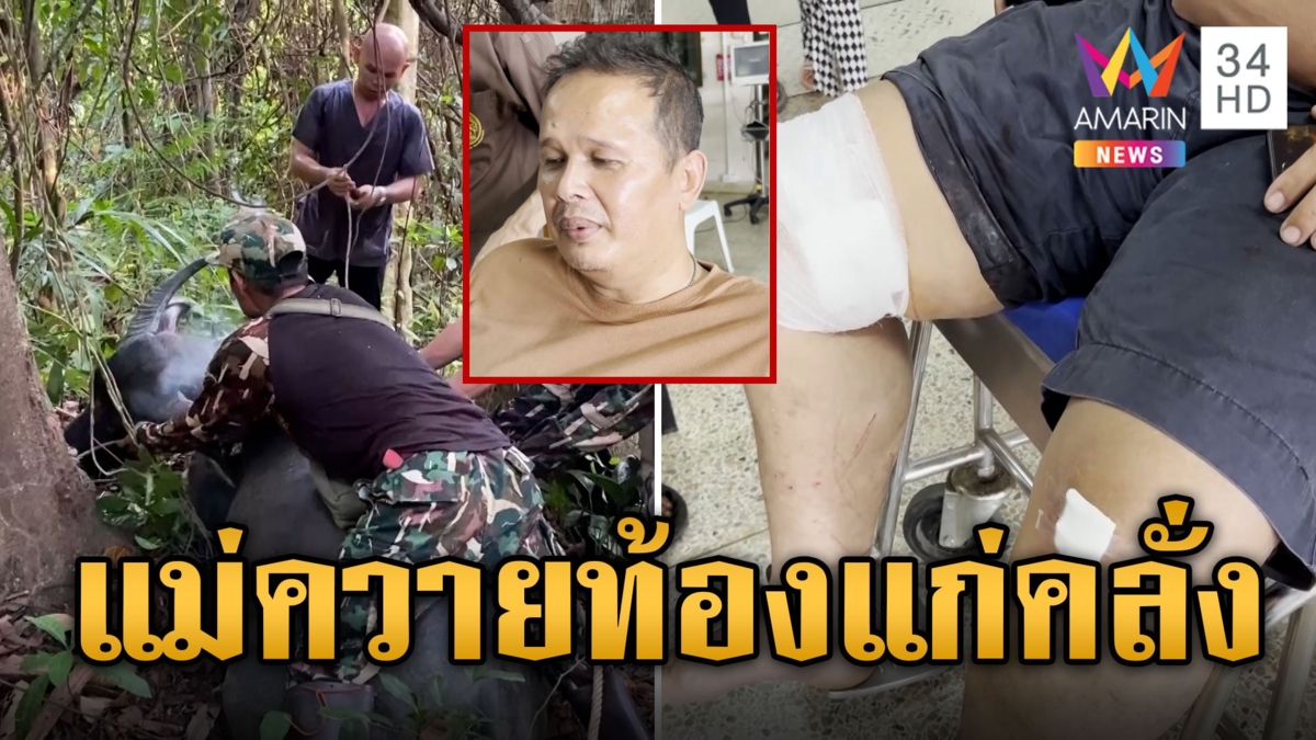ควายท้องแก่คลั่ง! หลุดไล่ขวิดเจ้าของ-หมอเจ็บ ก่อนหนีเข้าป่า