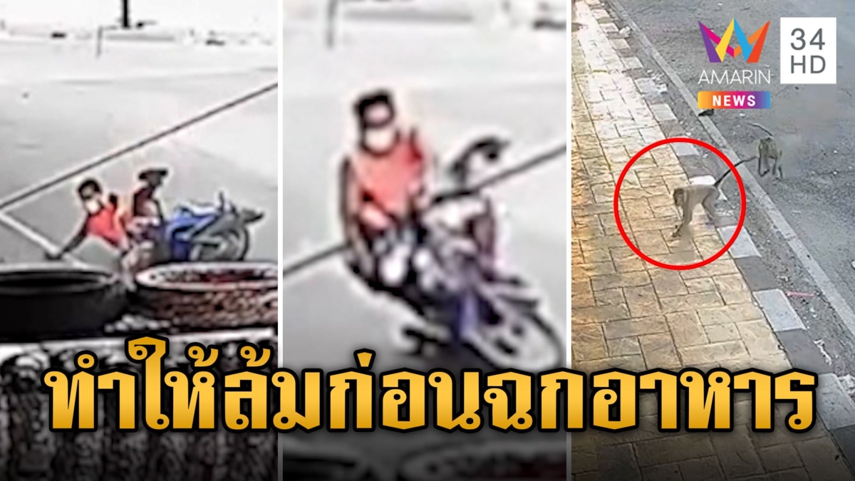 ลิงเถื่อน ลวงให้จยย.ล้มก่อนชิงถุงแกงหนีหาย