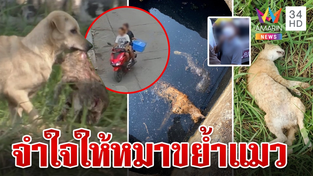 สาวปล่อยโฮโต้หากินกับแมวจนหนำใจ หมดประโยชน์หอบทิ้งให้หมาจรกัดจนตาย