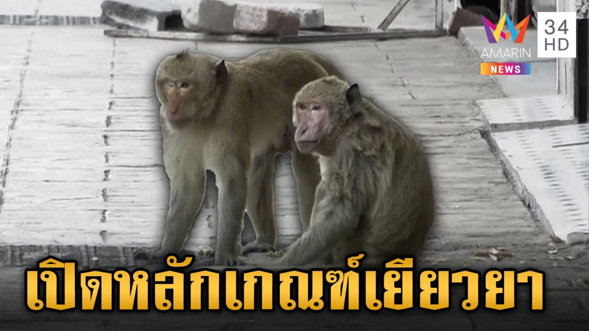 เปิดมาตรการเยียวยาได้รับบาดเจ็บจาก ช้าง-กระทิง-ลิง-หมี