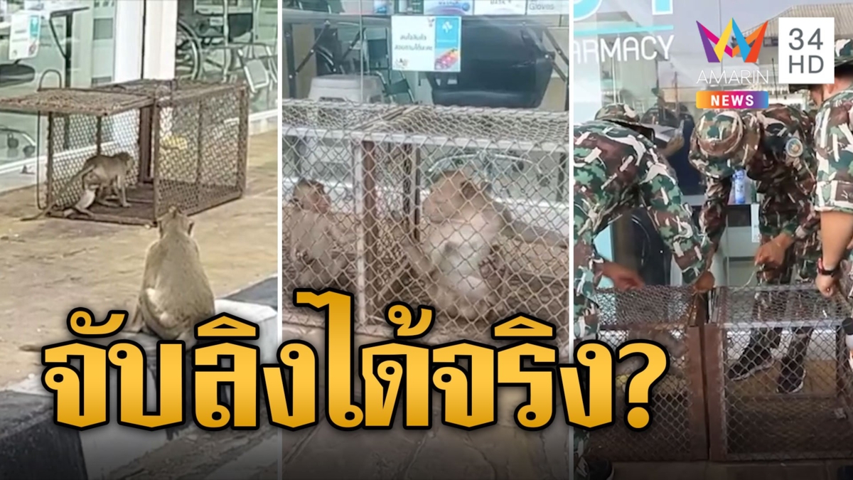 ไม่ได้แอ้มหรอก ตั้งกรงดัก แต่ลิงฉลาดจับได้เพียงตัวเล็กๆ