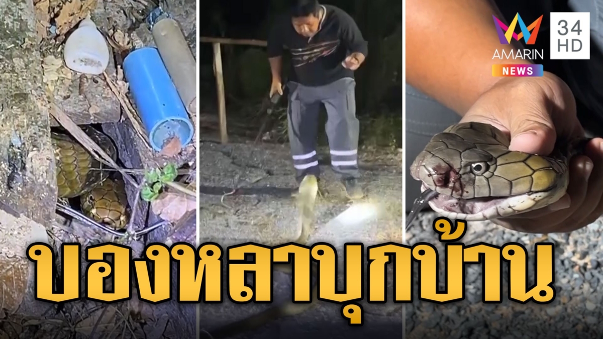 เจ้าของบ้านผวา บองหลา 3 เมตรซุกกองไม้หน้าประตู