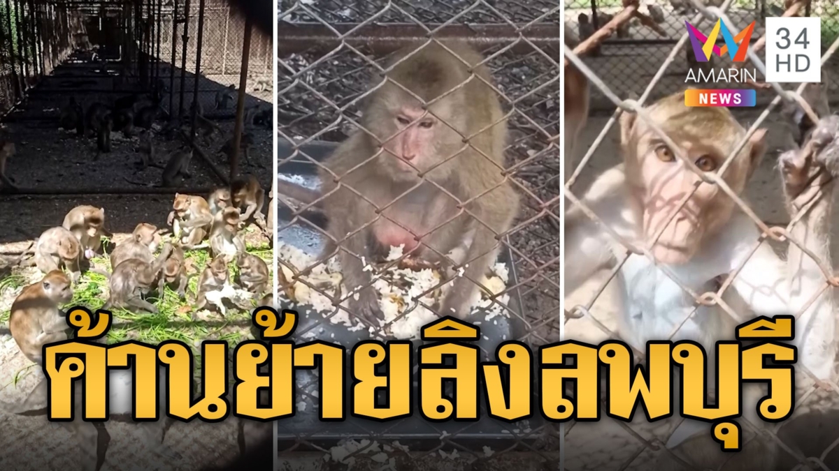 ชาวบ้านนครนายกค้าน ย้ายลิงลพบุรีมาปล่อย หวั่นสร้างปัญหา