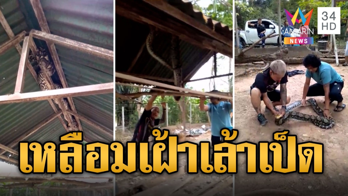 เหลือมยักษ์เฝ้าเล้าเป็ด เจ้าของรุดแจ้งกู้ภัยก่อนโดนเขมือบ