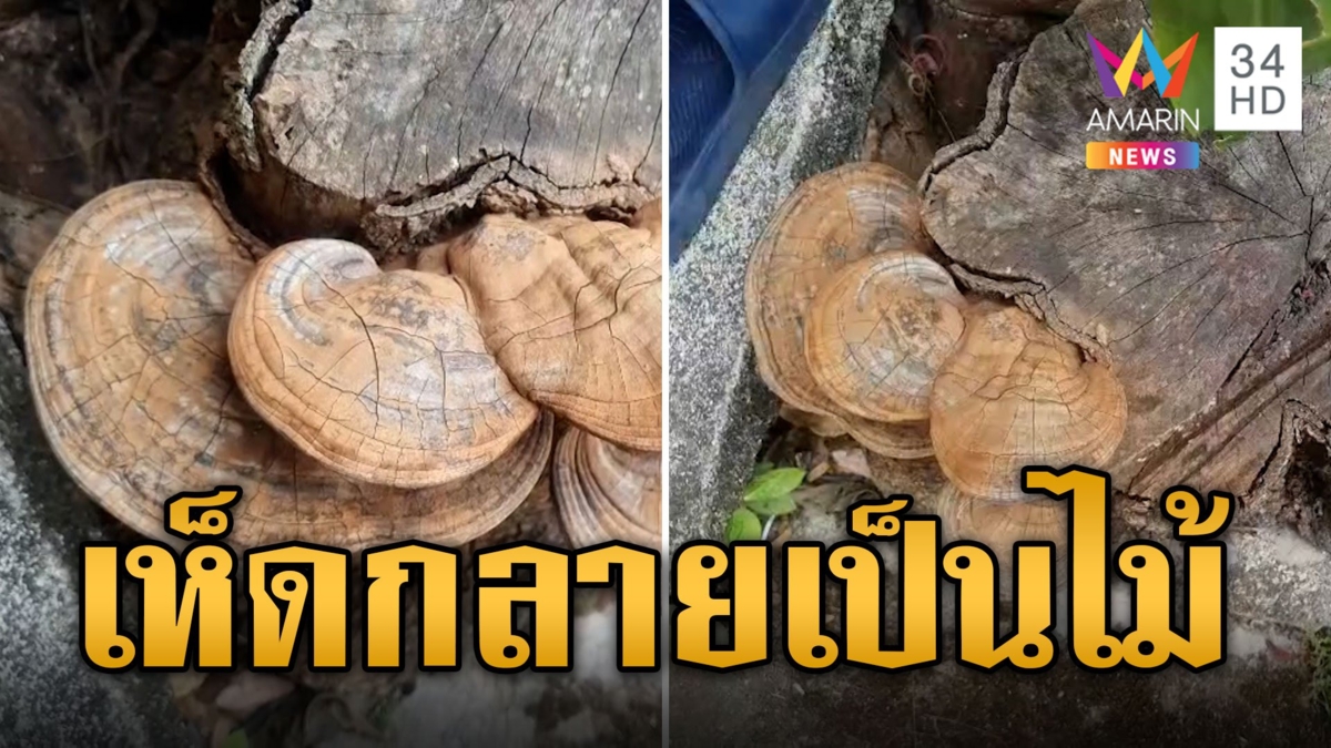 สุดแปลก! เห็ดหลินจือกลายเป็นไม้ คอหวยแห่ส่องเลขรับโชคสงกรานต์