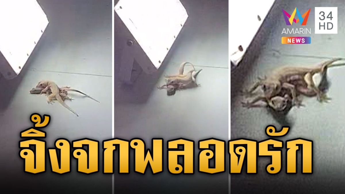 จิ้งจกพลอดรัก หวานไม่เกรงใจเจ้าของบ้าน