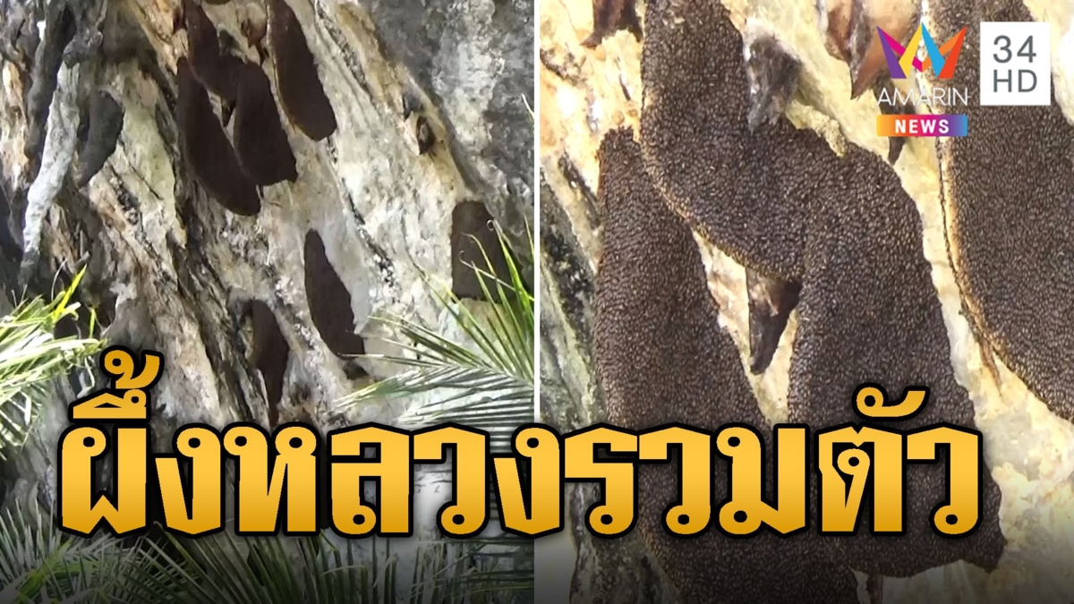 นทท.แห่ชม ผึ้งหลวง นับล้านตัวทำรังบนผา วัดเขาแก้ว