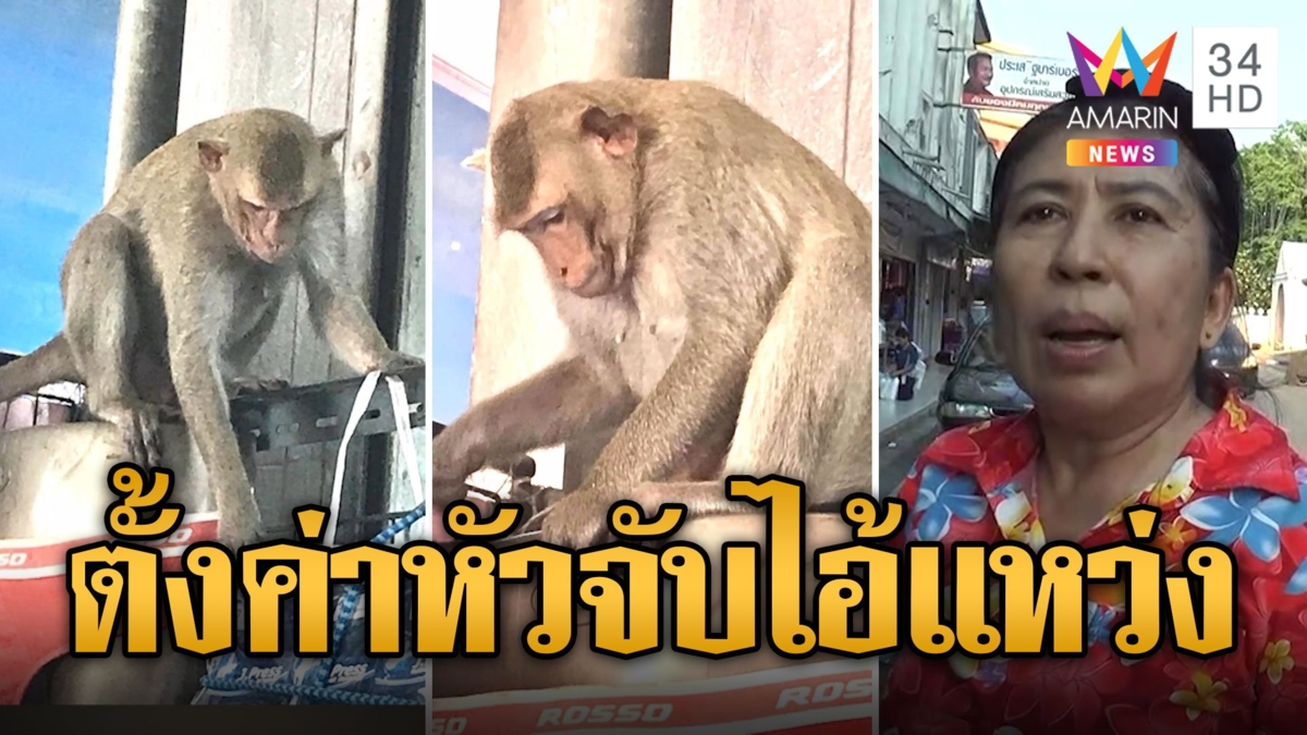 ชาวบ้านสุดทน ตั้งค่าหัวจับ "ไอ้แหว่ง" ลิงหื่นขโมยชุดชั้นใน