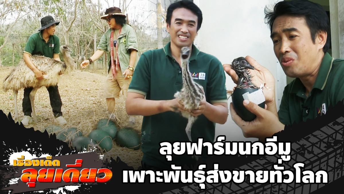 เรื่องเด็ดลุยเดี่ยว | ลุยฟาร์มนกอีมู เพาะพันธุ์ส่งขายทั่วโลก
