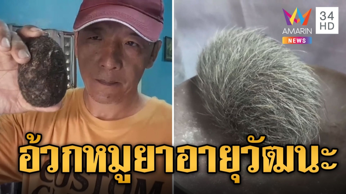 อ้วกหมู ของดีหายาก ช่วยกันผี-ยาอายุวัฒนะ