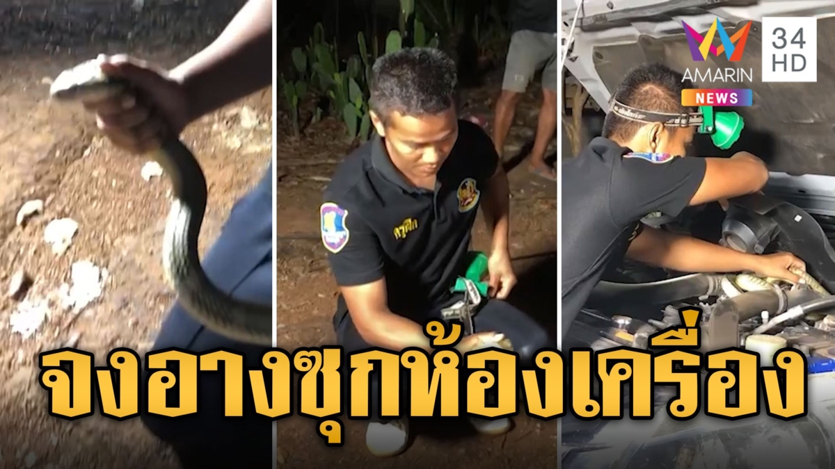 แห่ส่องเลขเด็ด จงอาง กะหนีเที่ยวแอบซุกห้องเครื่องกระบะ