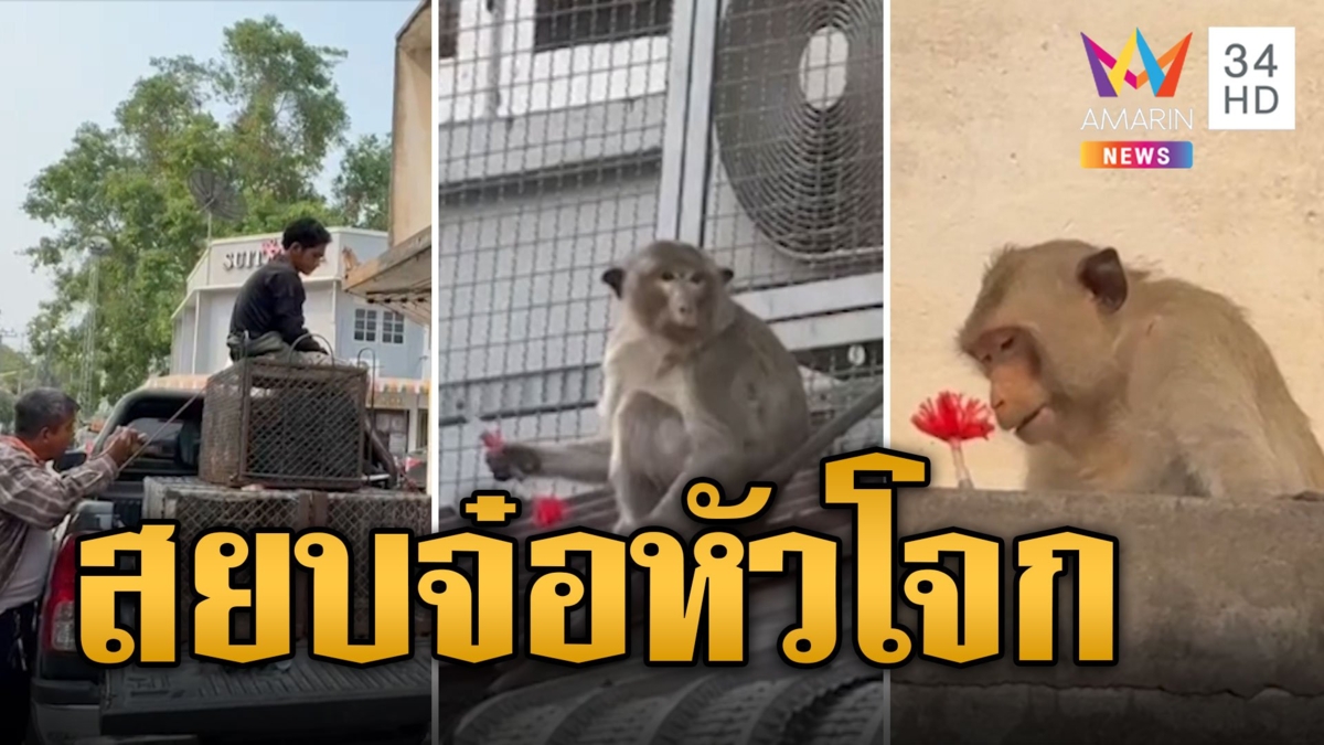 สยบหัวโจก! ยื่นข้าวโพดล่อยิงยาสลบ 'ไอ้อ้วน' ลิงลพบุรี