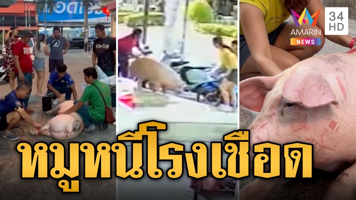 แห่ไถ่ชีวิต! น้องไข่ตุ๋น หมูโดดจากรถหนีโรงเชือด