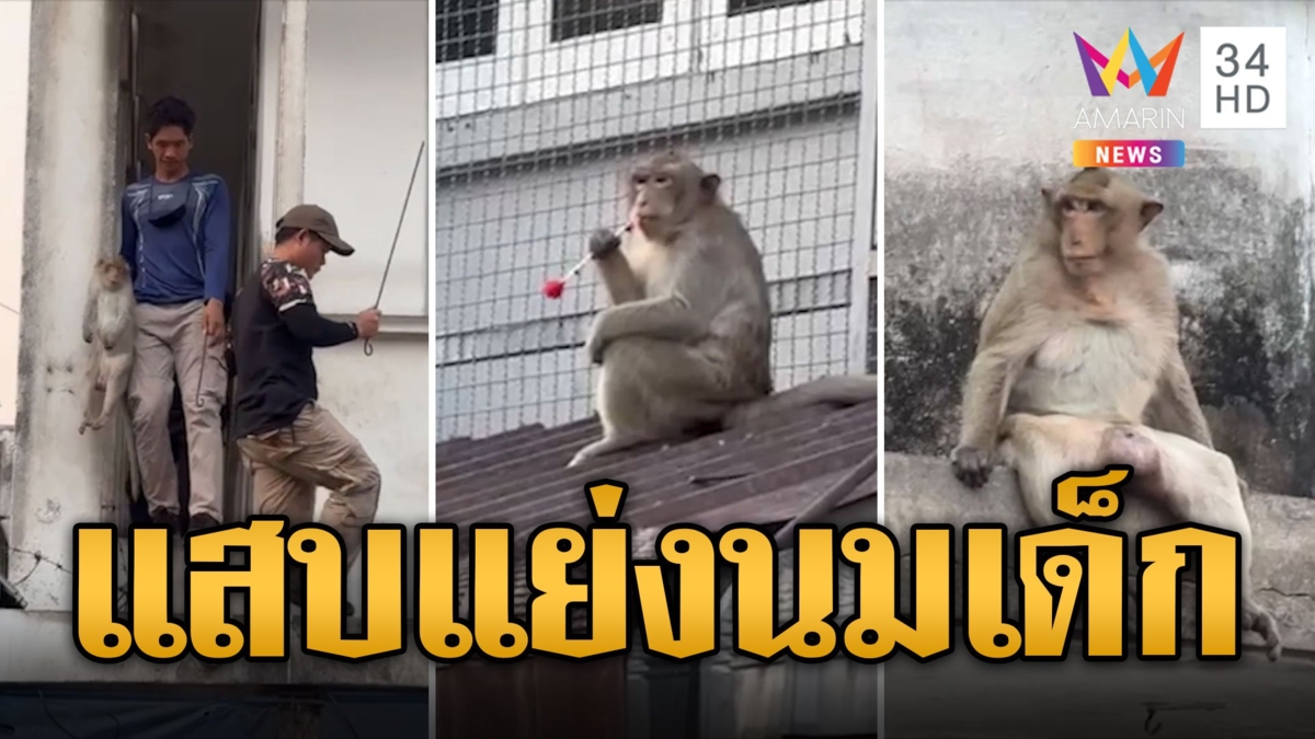 ปฏิบัติการจับ 'ไอ้แสบ' ลิงห้าวแย่งขวดนมเด็ก