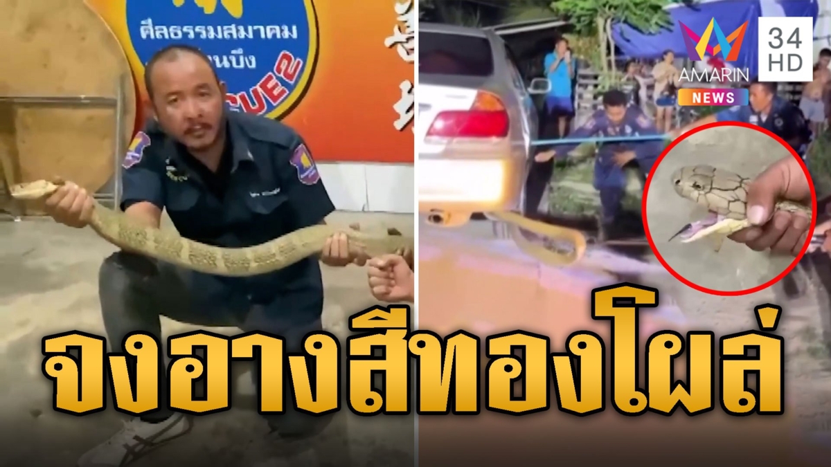 ร้อนจนทนไม่ไหว จงอางสีทอง หนัก 6 กิโลฯโผล่ซุกเก๋ง