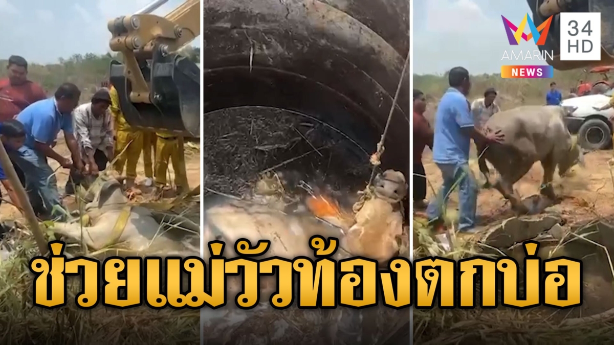 นาทีชีวิต! กู้ภัย-พลเมืองดีช่วยแม่วัวท้องตกบ่อ 6 เมตร หวิดดับ
