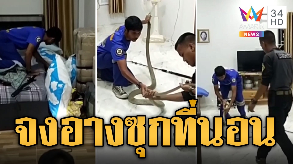 ขนลุกซู่ จงอาง ซุกข้างเตียงนอนหนุ่มโชคดีเจอก่อนถูกฉก