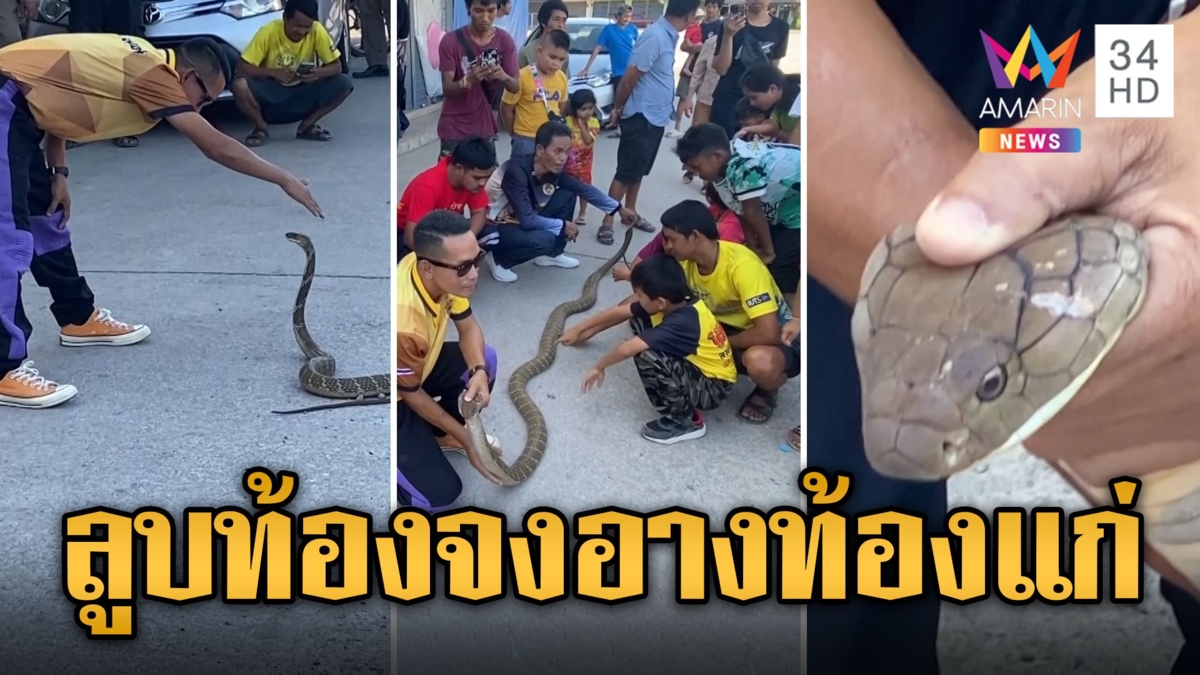 ชาวบ้านรุมลูบท้อง จงอางท้องแก่ ยาวกว่า 3 เมตร