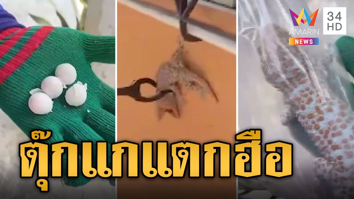 ตะลึง! รื้อของจับตุ๊กแก เจอแตกฮือทั้งรัง 16 ตัวพร้อมไข่