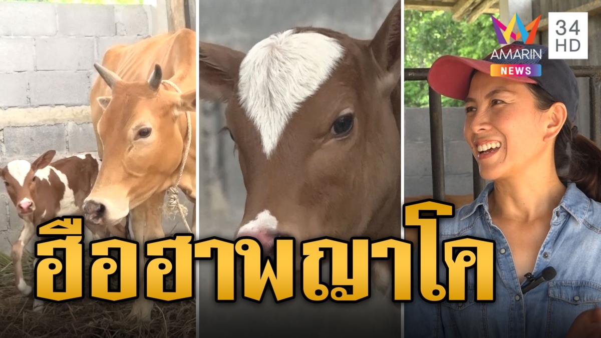 พญาวัวตามตำราโบราณ หน้าใบโพธิ์-ปากคาบแก้ว เกิดปุ๊บให้โชคปั๊บ